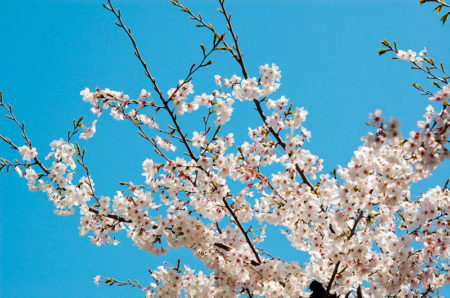 ソメイヨシノと青空