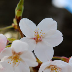 枝咲く桜