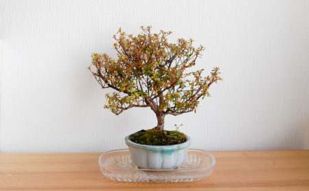 冬の時期の盆栽さん