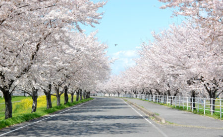 車も通れる桜並木