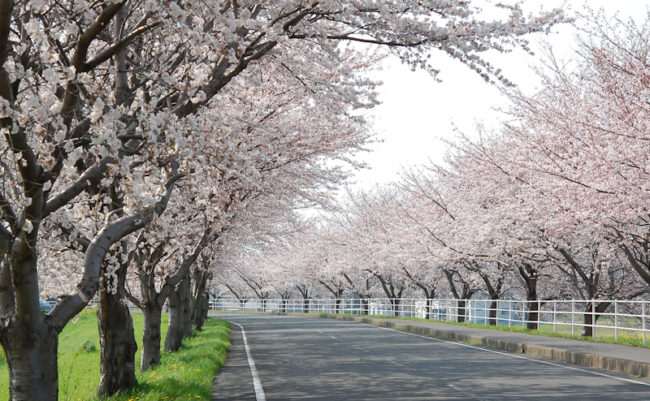 大榑川堤の桜並木