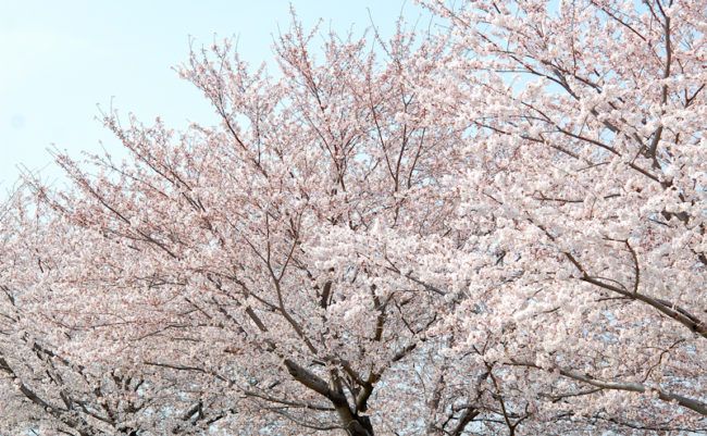 もう少しで満開かな？