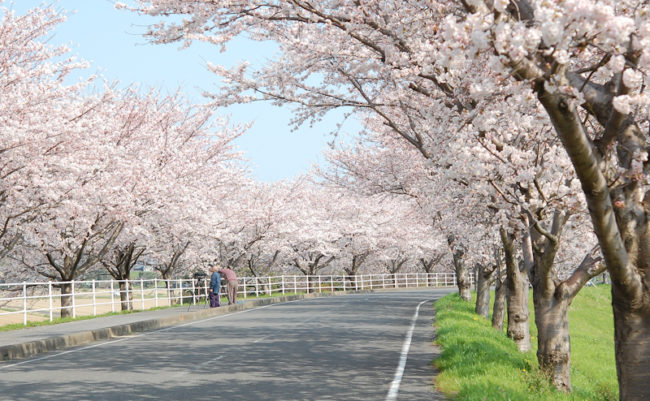 桜並木道