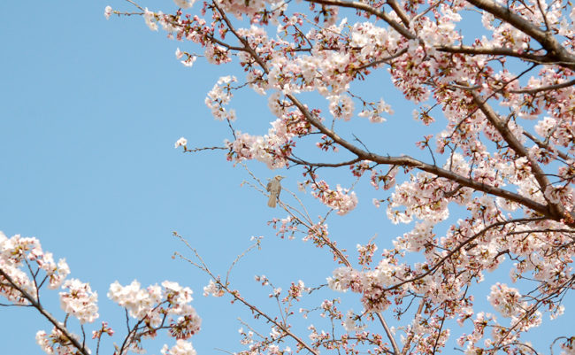 桜と野鳥（ヒヨドリ）