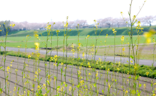 菜の花と桜並木