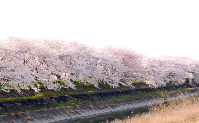 県道23号沿いから見た桜