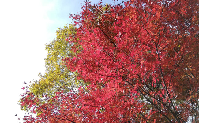美濃加茂の紅葉