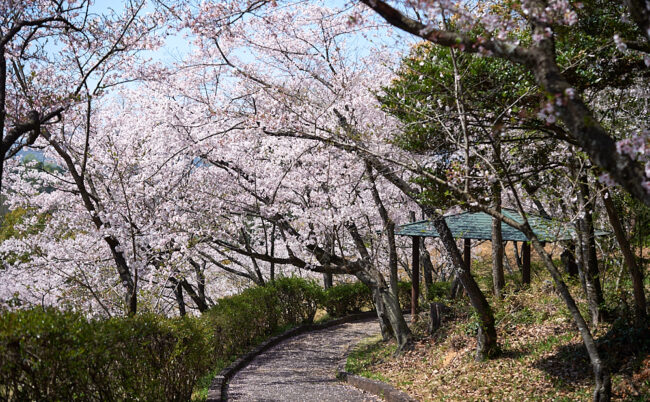 前平公園の桜