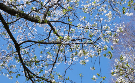 前平公園の桜