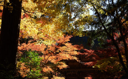大矢田神社の紅葉