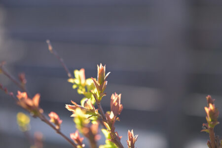 シモツケの芽吹き